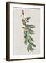 Illustration from 'Birds of America', 1827-38-John James Audubon-Framed Giclee Print