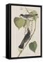 Illustration from 'Birds of America', 1827-38-John James Audubon-Framed Stretched Canvas