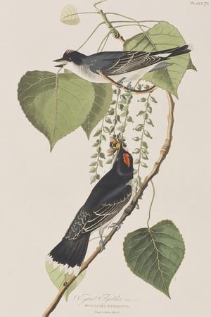 https://imgc.allpostersimages.com/img/posters/illustration-from-birds-of-america-1827-38_u-L-Q1HOMGN0.jpg?artPerspective=n