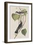 Illustration from 'Birds of America', 1827-38-John James Audubon-Framed Giclee Print