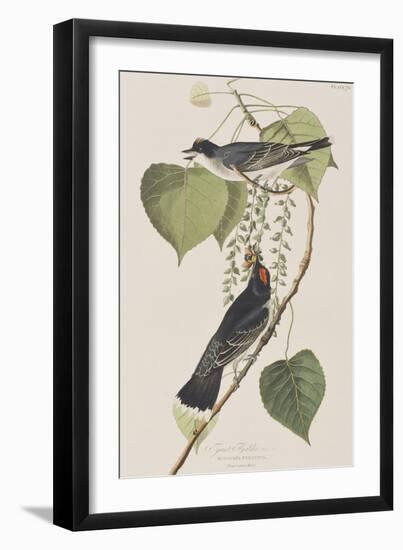 Illustration from 'Birds of America', 1827-38-John James Audubon-Framed Giclee Print