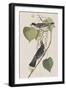 Illustration from 'Birds of America', 1827-38-John James Audubon-Framed Giclee Print