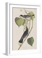 Illustration from 'Birds of America', 1827-38-John James Audubon-Framed Giclee Print