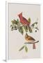 Illustration from 'Birds of America', 1827-38-John James Audubon-Framed Giclee Print