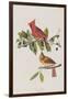 Illustration from 'Birds of America', 1827-38-John James Audubon-Framed Giclee Print