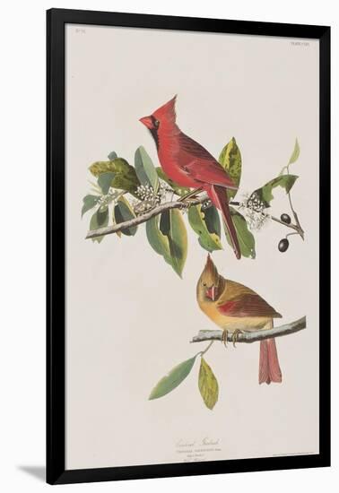 Illustration from 'Birds of America', 1827-38-John James Audubon-Framed Giclee Print