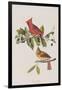 Illustration from 'Birds of America', 1827-38-John James Audubon-Framed Giclee Print