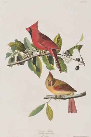 https://imgc.allpostersimages.com/img/posters/illustration-from-birds-of-america-1827-38_u-L-Q1HOMGW0.jpg?artPerspective=n