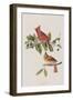 Illustration from 'Birds of America', 1827-38-John James Audubon-Framed Giclee Print