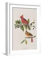 Illustration from 'Birds of America', 1827-38-John James Audubon-Framed Giclee Print