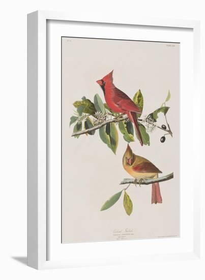 Illustration from 'Birds of America', 1827-38-John James Audubon-Framed Giclee Print