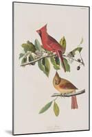 Illustration from 'Birds of America', 1827-38-John James Audubon-Mounted Giclee Print