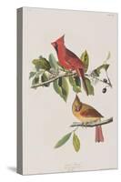 Illustration from 'Birds of America', 1827-38-John James Audubon-Stretched Canvas