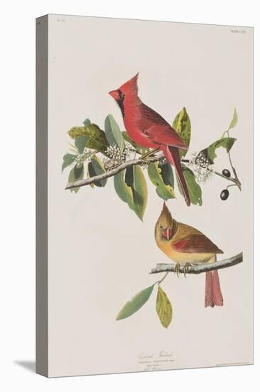 Illustration from 'Birds of America', 1827-38-John James Audubon-Stretched Canvas