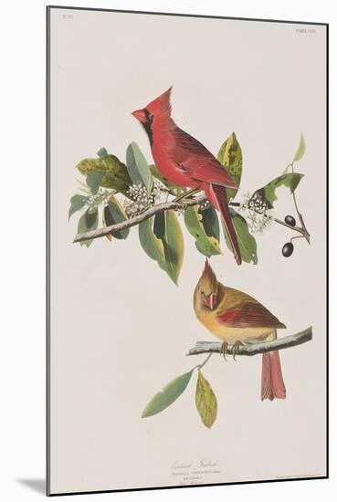 Illustration from 'Birds of America', 1827-38-John James Audubon-Mounted Giclee Print