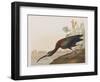 Illustration from 'Birds of America', 1827-38-John James Audubon-Framed Giclee Print