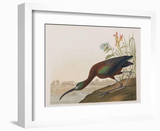 Illustration from 'Birds of America', 1827-38-John James Audubon-Framed Giclee Print