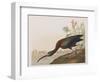 Illustration from 'Birds of America', 1827-38-John James Audubon-Framed Giclee Print