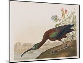 Illustration from 'Birds of America', 1827-38-John James Audubon-Mounted Giclee Print