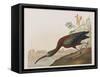 Illustration from 'Birds of America', 1827-38-John James Audubon-Framed Stretched Canvas