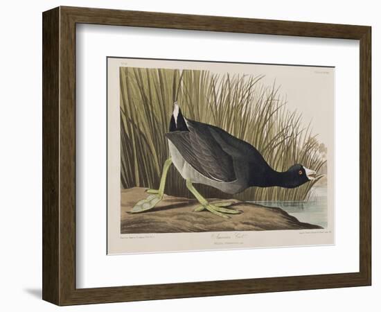 Illustration from 'Birds of America', 1827-38-John James Audubon-Framed Giclee Print