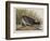 Illustration from 'Birds of America', 1827-38-John James Audubon-Framed Giclee Print