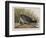 Illustration from 'Birds of America', 1827-38-John James Audubon-Framed Giclee Print