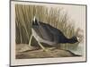 Illustration from 'Birds of America', 1827-38-John James Audubon-Mounted Giclee Print