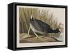 Illustration from 'Birds of America', 1827-38-John James Audubon-Framed Stretched Canvas