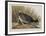 Illustration from 'Birds of America', 1827-38-John James Audubon-Framed Giclee Print