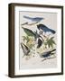 Illustration from 'Birds of America', 1827-38-John James Audubon-Framed Giclee Print