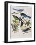 Illustration from 'Birds of America', 1827-38-John James Audubon-Framed Giclee Print