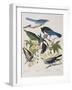 Illustration from 'Birds of America', 1827-38-John James Audubon-Framed Giclee Print