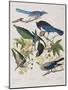 Illustration from 'Birds of America', 1827-38-John James Audubon-Mounted Giclee Print