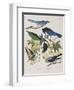 Illustration from 'Birds of America', 1827-38-John James Audubon-Framed Giclee Print