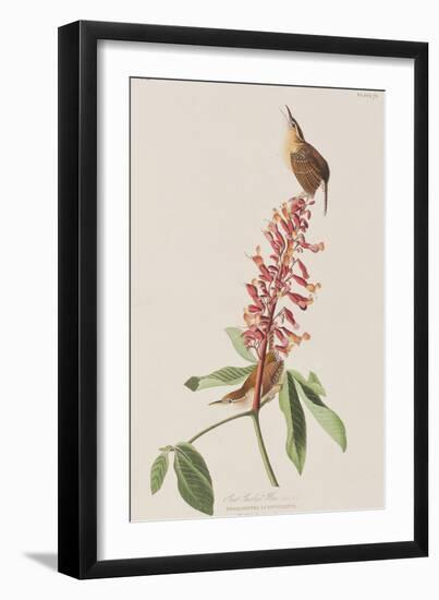 Illustration from 'Birds of America', 1827-38-John James Audubon-Framed Giclee Print