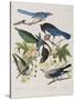 Illustration from 'Birds of America', 1827-38-John James Audubon-Stretched Canvas