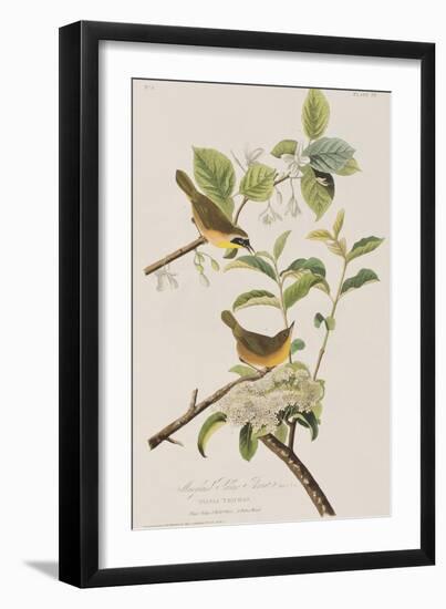 Illustration from 'Birds of America', 1827-38-John James Audubon-Framed Giclee Print