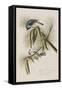 Illustration from 'Birds of America', 1827-38-John James Audubon-Framed Stretched Canvas