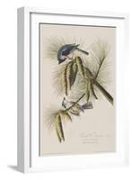 Illustration from 'Birds of America', 1827-38-John James Audubon-Framed Giclee Print