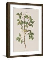 Illustration from 'Birds of America', 1827-38-John James Audubon-Framed Giclee Print