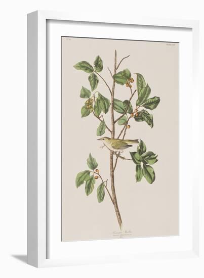 Illustration from 'Birds of America', 1827-38-John James Audubon-Framed Giclee Print