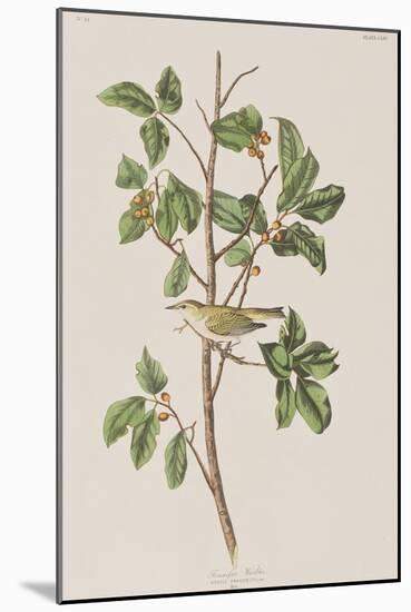 Illustration from 'Birds of America', 1827-38-John James Audubon-Mounted Giclee Print