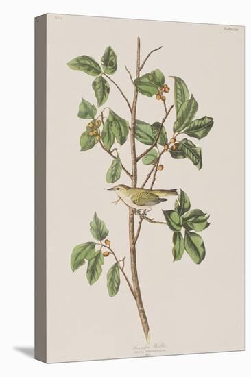 Illustration from 'Birds of America', 1827-38-John James Audubon-Stretched Canvas