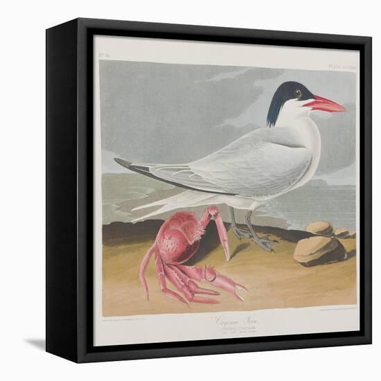 Illustration from 'Birds of America', 1827-38-John James Audubon-Framed Stretched Canvas