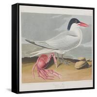 Illustration from 'Birds of America', 1827-38-John James Audubon-Framed Stretched Canvas