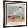 Illustration from 'Birds of America', 1827-38-John James Audubon-Framed Giclee Print