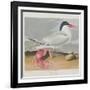 Illustration from 'Birds of America', 1827-38-John James Audubon-Framed Giclee Print