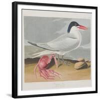 Illustration from 'Birds of America', 1827-38-John James Audubon-Framed Giclee Print