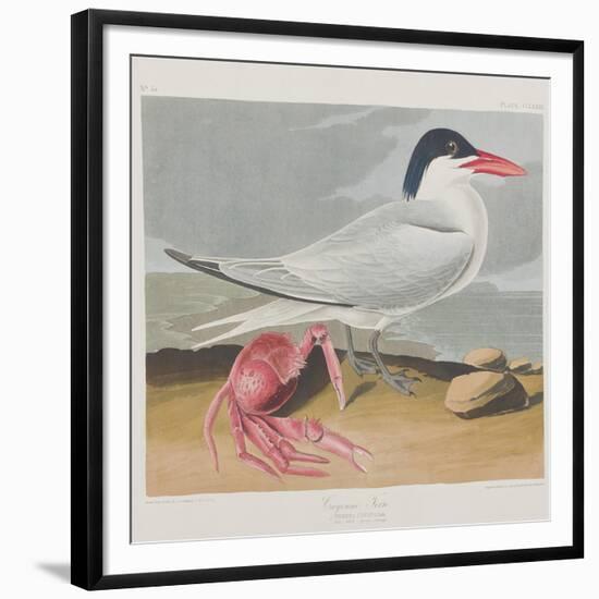 Illustration from 'Birds of America', 1827-38-John James Audubon-Framed Giclee Print